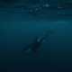 An orca whale underwater off Norway.